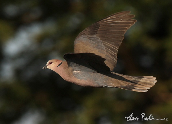 Red-eyed Dove
